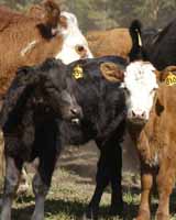 calves
